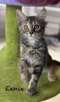 Tabby and Domestic Long Hair Cats Available for Adoption in Ocala, Florida - Eenie | PetCurious
