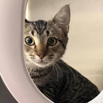 Cherry -  Domestic Short Hair Cat for Adoption in Winston-salem, North Carolina - Cherry | PetCurious