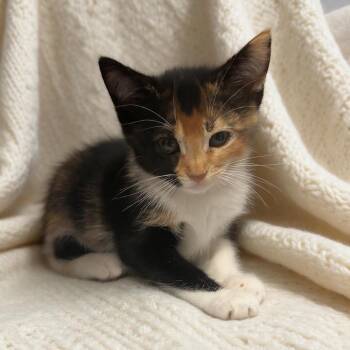 Hazelnut -  Domestic Short Hair Cat for Adoption in Hawthorne, California - Hazelnut | PetCurious
