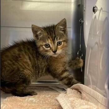 FRANNIE -  Domestic Short Hair Cat for Adoption in Palo Alto, California - FRANNIE | PetCurious