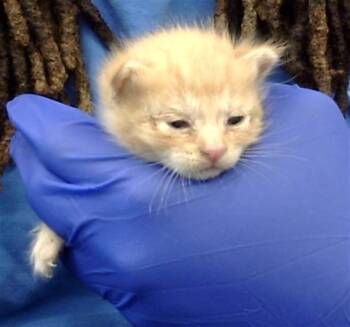 Rescue Domestic Short Hair Cats for Adoption in Dallas, Texas - MARIO | PetCurious