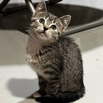 Doobie -  Domestic Short Hair Cat for Adoption in Kennebunk, Maine - Doobie | PetCurious