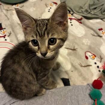 0626-130 Ray -  Domestic Short Hair Cat for Adoption in Abingdon, Maryland - 0626-130 Ray | PetCurious