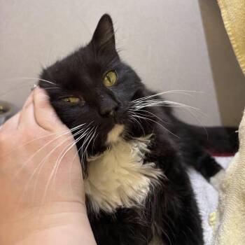 Domestic Medium Hair Cats Available for Adoption in Pittsburgh, Pennsylvania - Kid Cat | PetCurious
