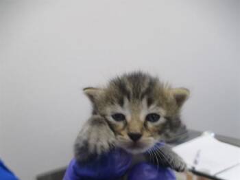 A382706 -  Domestic Short Hair Cat for Adoption in Ocala, Florida - A382706 | PetCurious