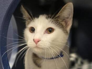 Domestic Medium Hair Cats Available for Adoption in Brentwood, Missouri - BIB | PetCurious