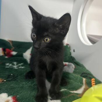 Rick -  Domestic Short Hair Cat for Adoption in Tampa, Florida - Rick | PetCurious