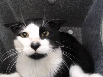 RINGO -  Domestic Short Hair Cat for Adoption in Orlando, Florida - RINGO | PetCurious