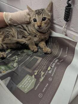 CUP -  Domestic Short Hair Cat for Adoption in Jacksonville, Florida - CUP | PetCurious
