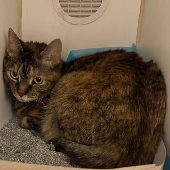 Rescue Domestic Short Hair Cats for Adoption in Naperville, Illinois - Evergreen | PetCurious