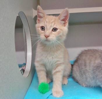 Rescue Tiger Cats for Adoption in Delhi, New York - APPLE JACK | PetCurious