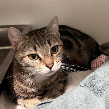 TOHRU -  Domestic Short Hair Cat for Adoption in Methuen, Massachusetts - TOHRU | PetCurious