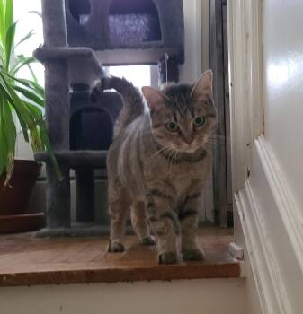 Domestic Short Hair Cats Available for Adoption in South Euclid, Ohio - Moana - Lovely & Lonely | PetCurious