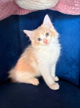 Dylan -  American Bobtail Cat for Adoption in Liverpool, Texas - Dylan | PetCurious