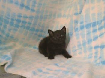 Rescue Domestic Short Hair Cats for Adoption in Sacramento, California - A899223 | PetCurious