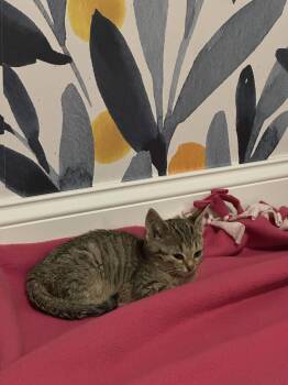 Rescue Domestic Short Hair Cats for Adoption in South Euclid, Ohio - Boq | PetCurious