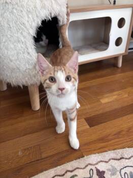 Jude -  Domestic Short Hair Cat for Adoption - Jude | PetCurious