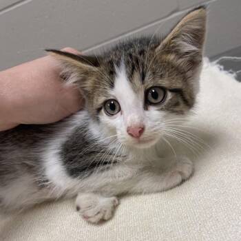 Hank -  Domestic Short Hair Cat for Adoption in Bristol, Indiana - Hank | PetCurious