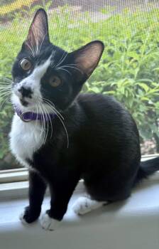 Sassy Sally -  Domestic Short Hair Cat for Adoption in Chandler, Arizona - Sassy Sally | PetCurious
