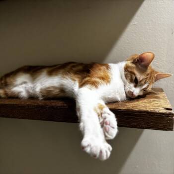 Domestic Short Hair Cats Available for Adoption in Spring Hill, Kansas - Chester | PetCurious