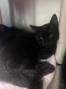 Domestic Long Hair Cats Available for Adoption - Bow | PetCurious