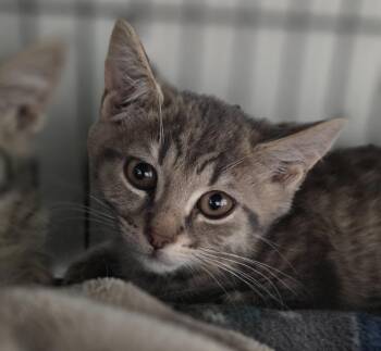 Halo -  Domestic Short Hair Cat for Adoption in Saginaw, Michigan - Halo | PetCurious