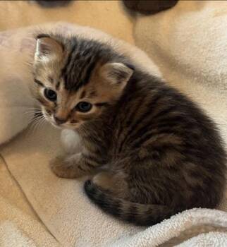 Jonah -  Domestic Short Hair Cat for Adoption in Watkinsville, Georgia - Jonah | PetCurious