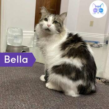 Rescue Domestic Long Hair Cats for Adoption in Penfield, New York - Bella | PetCurious