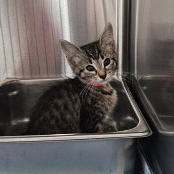 Frosted Flake (R) -  Domestic Short Hair Cat for Adoption in Schenectady, New York - Frosted Flake (R) | PetCurious
