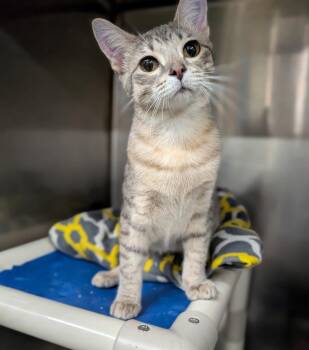 PERDITA -  Domestic Short Hair Cat for Adoption in Battle Creek, Michigan - PERDITA | PetCurious