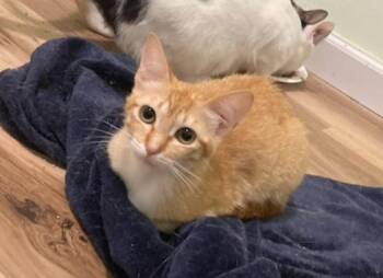 Halo -  Domestic Short Hair Cat for Adoption in Bossier City, Louisiana - Halo | PetCurious