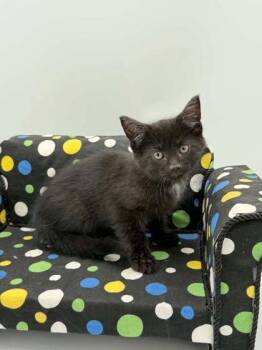 Licorice -  Domestic Short Hair Cat for Adoption in Bowling Green, Kentucky - Licorice | PetCurious