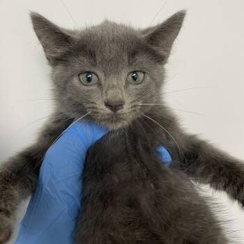 Blue Ivy -  Domestic Short Hair Cat for Adoption in Hattiesburg, Mississippi - Blue Ivy | PetCurious