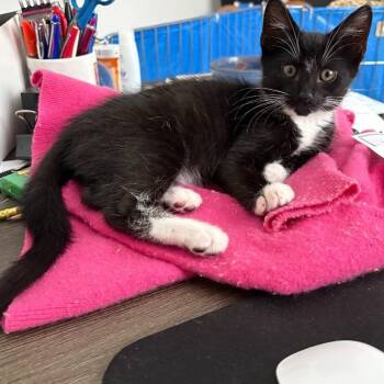 Buddy -  Domestic Short Hair Cat for Adoption in Prince Frederick, Maryland - Buddy | PetCurious