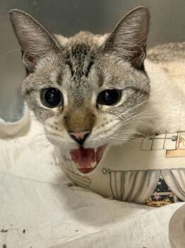 Rescue Siamese Cats for Adoption in Little Elm, Texas - Ferrah | PetCurious