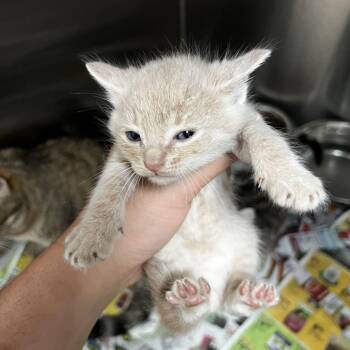 Domestic Short Hair Cats Available for Adoption in Parrish, Alabama - Simba | PetCurious