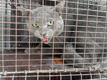 Domestic Short Hair Cats Available for Adoption - A652405 | PetCurious