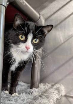 Rescue Domestic Short Hair Cats for Adoption in Shohola, Pennsylvania - Violet | PetCurious