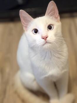 GEORGE -  Siamese Cat for Adoption in Townville, South Carolina - GEORGE | PetCurious