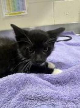 Indy -  Domestic Short Hair Cat for Adoption in Manitowoc, Wisconsin - Indy | PetCurious