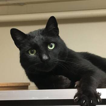 Rescue Domestic Short Hair Cats for Adoption in Middlebury, Vermont - Brazen | PetCurious