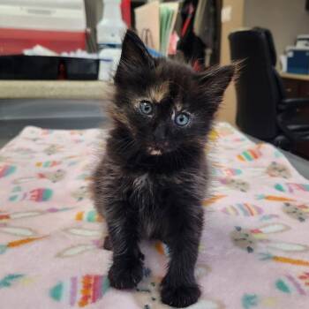 Gidget -  Domestic Short Hair Cat for Adoption in Buffalo, Minnesota - Gidget | PetCurious