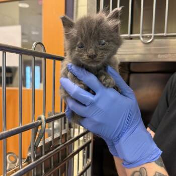 Russet -  Domestic Medium Hair Cat for Adoption in Charlottesville, Virginia - Russet | PetCurious