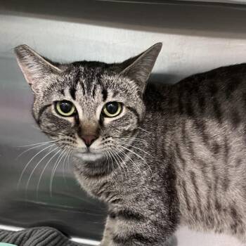 Domestic Short Hair Cats Available for Adoption in Washburn, Missouri - Zest | PetCurious