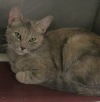 LILY -  Dilute Tortoiseshell Cat for Adoption in Taunton, Massachusetts - LILY | PetCurious