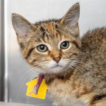 Domestic Short Hair Cats Available for Adoption - HOPS | PetCurious