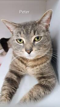 Tiger Cats Available for Adoption - Peter | PetCurious