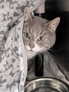 Megantic -  Domestic Short Hair Cat for Adoption in Montreal, Quebec - Megantic | PetCurious