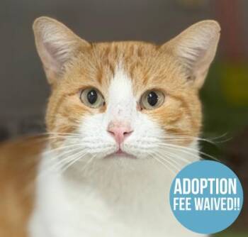 Geordi -  Domestic Short Hair Cat for Adoption in Sacramento, California - Geordi | PetCurious
