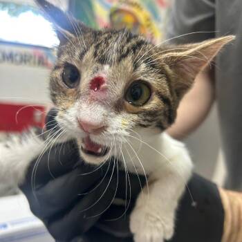 Domestic Short Hair Cats Available for Adoption - Mamba | PetCurious